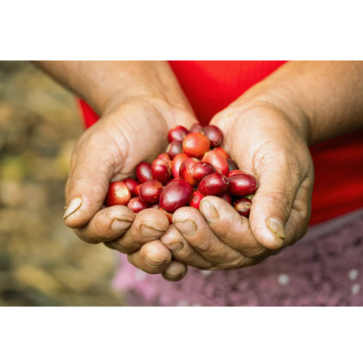 Café mexicano de Oaxaca en manos de productores